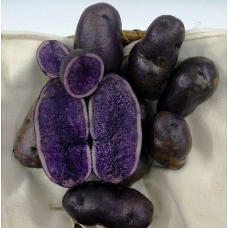 Violet Queen Patate da Seme - Mini Tuberi 28-35 - 2,5 kg MillStore (2499850)