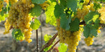 Vite Chardonnay senza vaso - Uva da vino Bianca - Apice Piante Apice piante