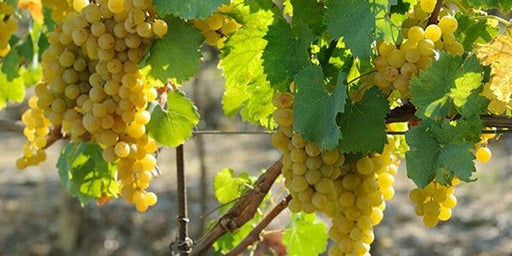 Vite Chardonnay senza vaso - Uva da vino Bianca - Apice Piante Apice piante (2499872)