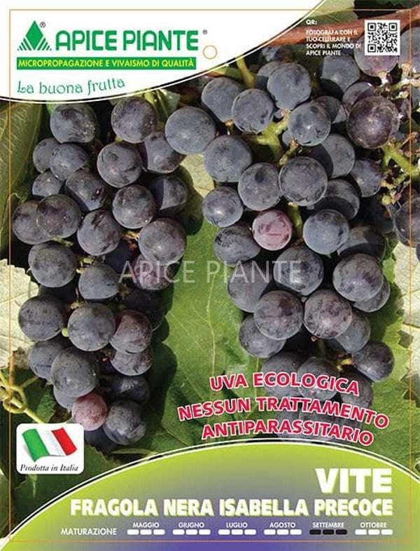 Vite Fragola Nera Isabella Grossa - V. 15 x 15 cm - Uva tavola - Apice Piante Apice piante (2499875)