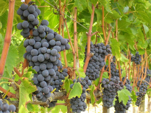 Vite Merlot senza vaso - Uva da vino Nera - Apice Piante Apice piante