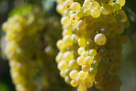 Vite Passerina - Senza vaso - Uva da vino Bianca - Apice Piante Apice piante (2499881)