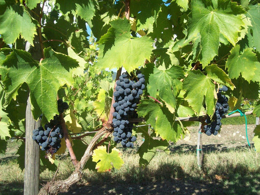 Vite Sangiovese senza vaso - Uva da vino Nera - Apice Piante Apice piante (2499886)