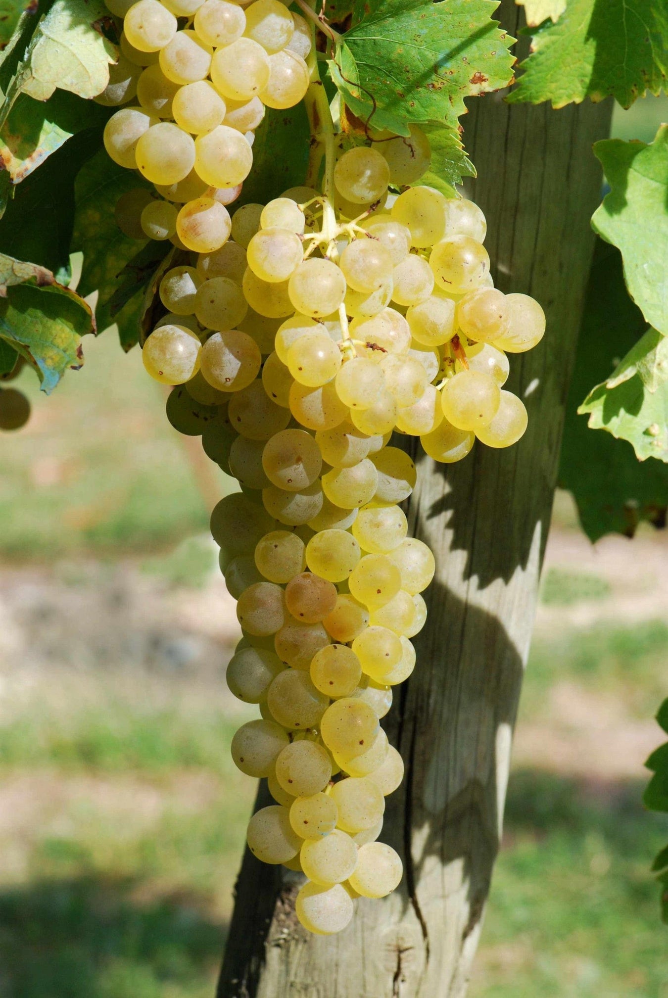 Vite Trebbiano Toscano - Senza vaso - Uva da vino Bianca - Apice Piante Apice piante (2499894)