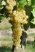 Vite Trebbiano Toscano - Senza vaso - Uva da vino Bianca - Apice Piante Apice piante (2499894)