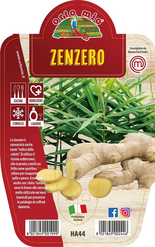Zenzero - 1 pianta in v.14 cm - Orto mio Orto Mio (2500003)
