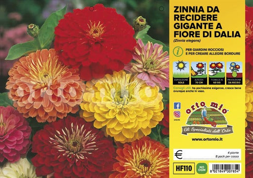 Zinnia fiore da recidere - 4 piante - Orto Mio Orto Mio (2500020)
