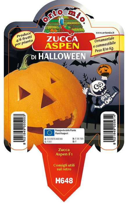 Zucca di Halloween Aspen F1 - 1 pianta vaso 10 - Orto Mio Orto Mio (2500079)