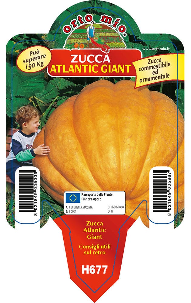 Zucca gigante Atlantic Giant F1 - in vaso da 10 cm - Orto Mio Orto Mio (2500081)