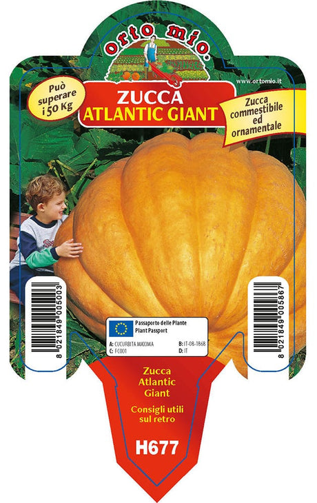 Zucca gigante Atlantic Giant F1 - in vaso da 10 cm - Orto Mio Orto Mio (2500081)