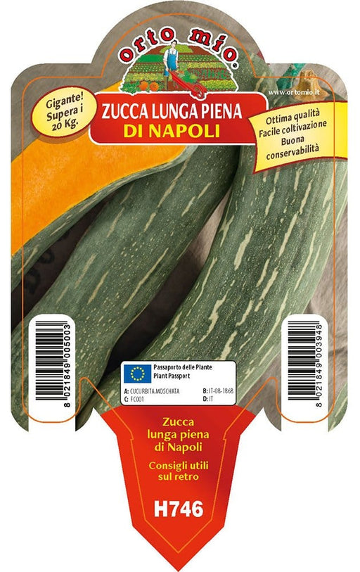 Zucca lunga piena di Napoli - 1 pianta v.10 cm - Orto Mio Orto Mio (2500085)