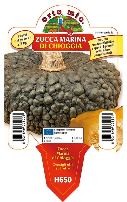 Zucca marina di Chioggia - 1 pianta v.10 cm - Orto Mio Orto Mio