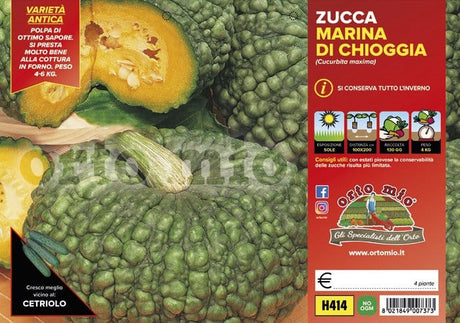 Zucca marina di Chioggia - 4 piante - Orto Mio Orto Mio (2500087)