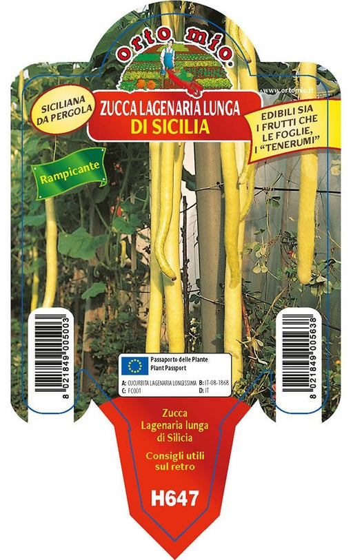 Zucca Siciliana da pergola Lagenaria lunga di Sicilia - 1 pianta v.10 cm - Orto Mio Orto Mio (2500091)
