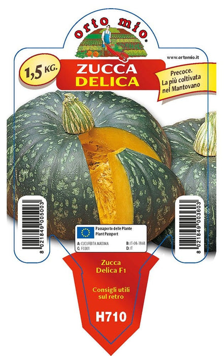 Zucca tonda Delica F1 - 1 pianta v.10 cm - Orto Mio Orto Mio