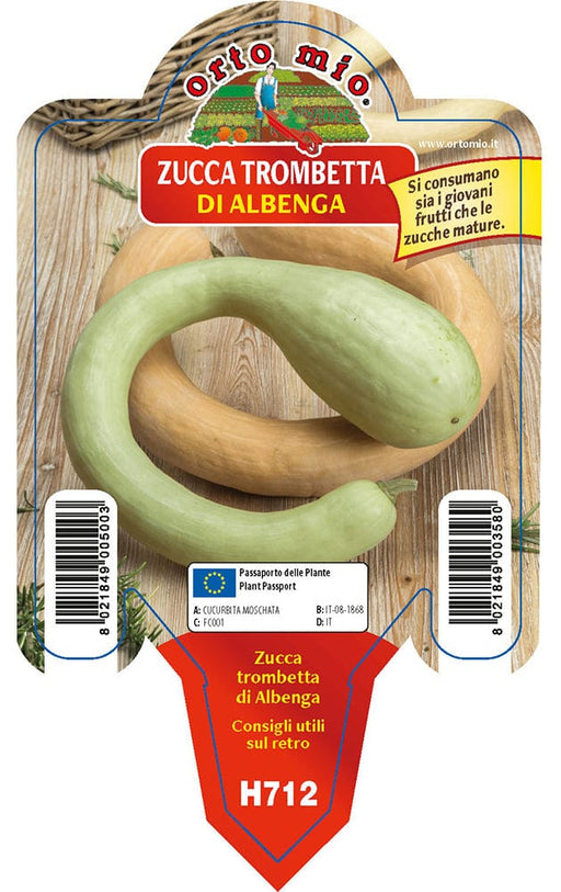 Zucca trombetta di Albenga - 1 pianta v.10 - Orto Mio Orto Mio (2500095)