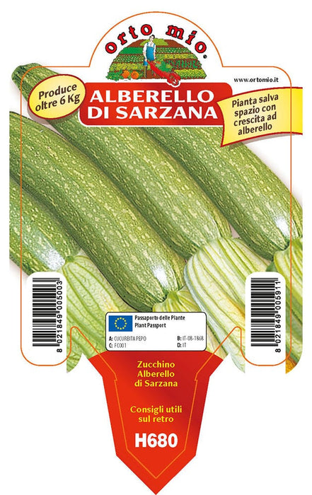 Zucchino alberello di Sarzana Levante F1 - 1 pianta v.10 cm - Orto Mio Orto Mio