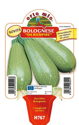 Immagine illustrativa: Zucchino Bolognese da riempire Dozza F1. La pianta ricevuta può avere dimensioni e sviluppo diversi.