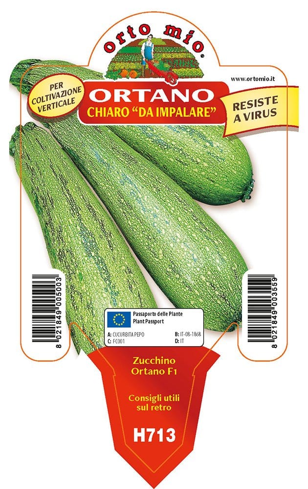 4 Piantine Di Zucchino Pronte Per Trapianto - Per Orto, Balcone O Esterno, Vivaio Italiano - Foto 7