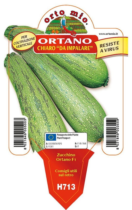 Zucchino Chiaro da palo Ortano F1 - 1 pianta v.10 cm - Orto Mio Orto Mio (2500107)