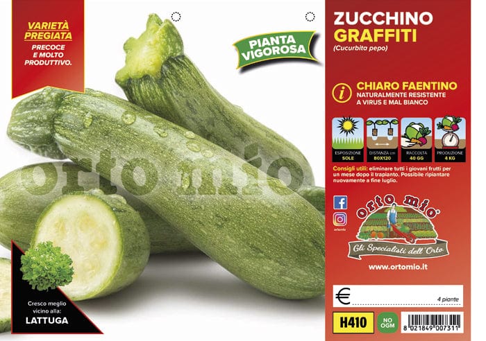 Zucchino chiaro faentino Graffiti F1-Rigas F1 - 4 piante - Orto Mio Orto Mio (2500111)