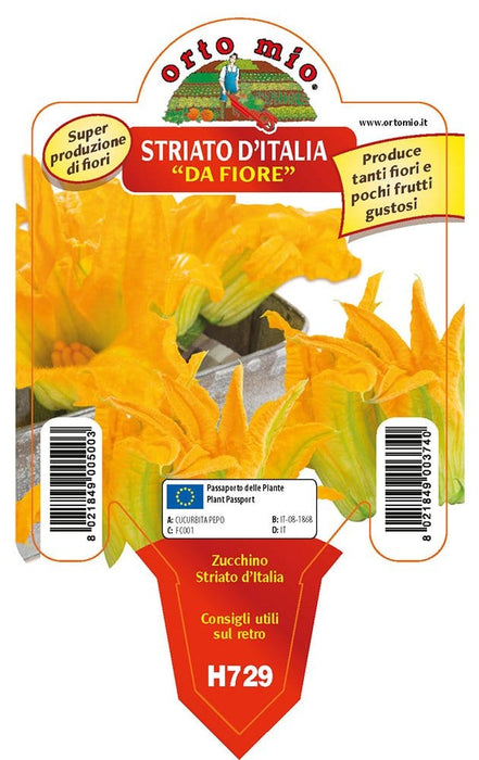 Zucchino da Fiore Striato d′Italia F1 - 1 pianta v.10 cm - Orto Mio Orto Mio (2500112)