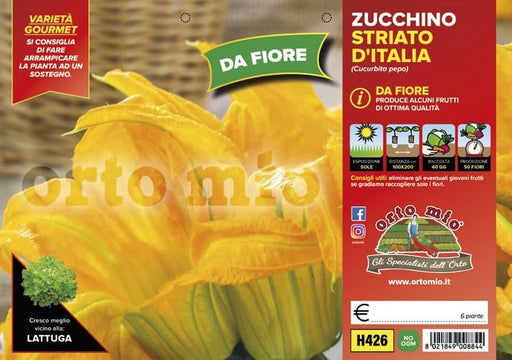 Zucchino da Fiore Striato d′Italia F1 - 4 piante - Orto Mio Orto Mio (2500113)