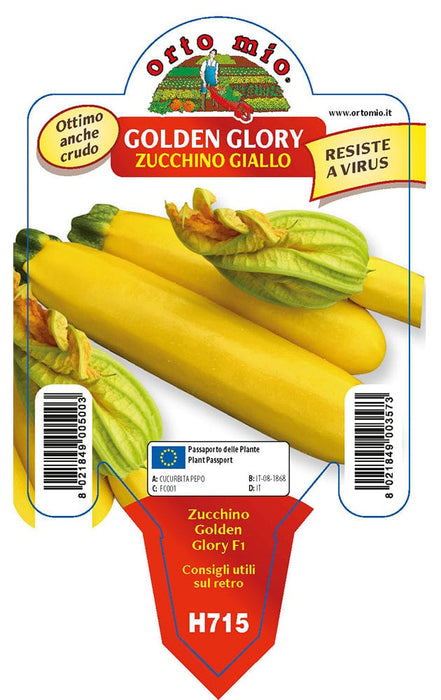 Zucchino giallo Golden Glory F1 - 1 pianta v.10 cm - Orto Mio Orto Mio