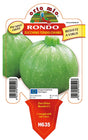 Zucchino tondo chiaro Boldenice F1-Rondo F1 - 1 pianta V.10 cm - Orto Mio Orto Mio (2500131)